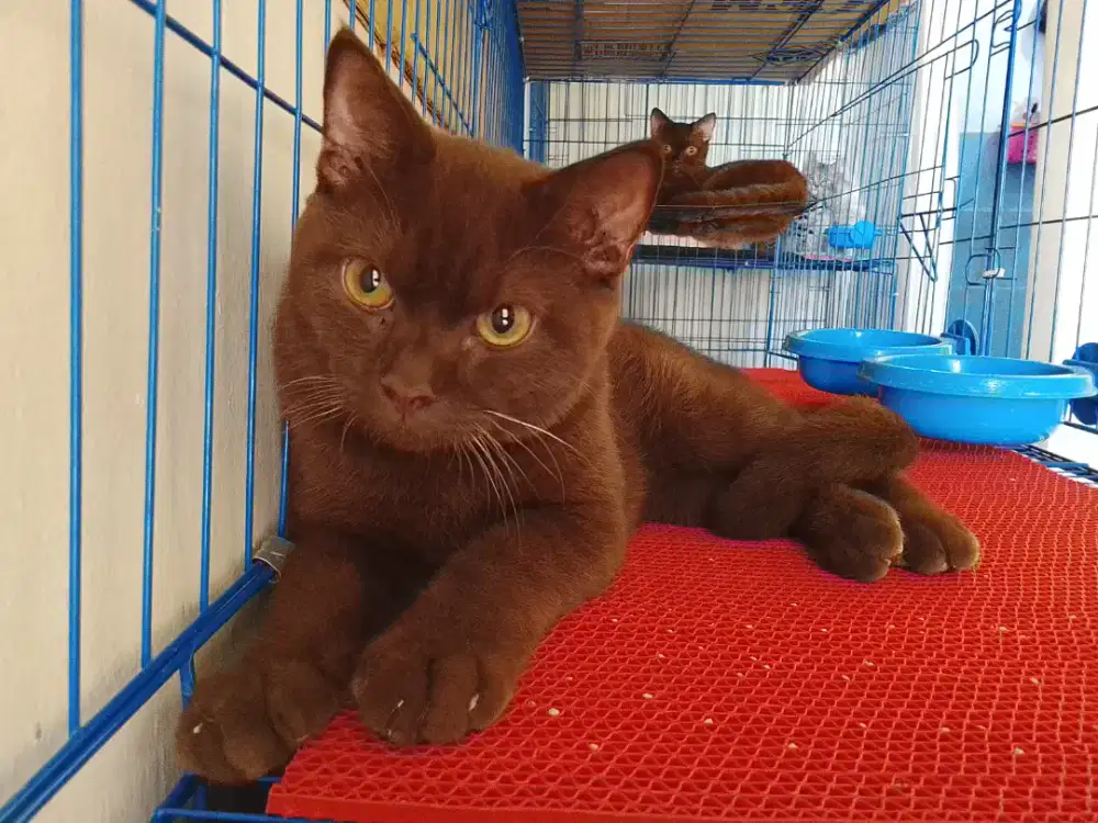 Lepas adop BSH pure choco solid jantan ganteng gembul sehat terawat