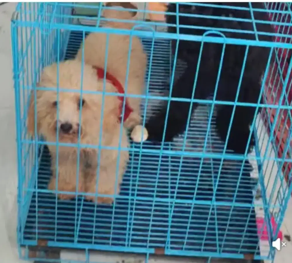 Poodle Apricot Jantan
