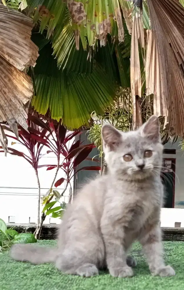 BSH Mix blue tortie