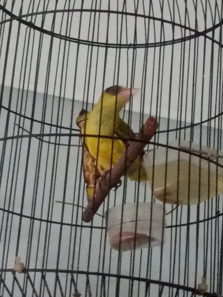 Burung Kepodang