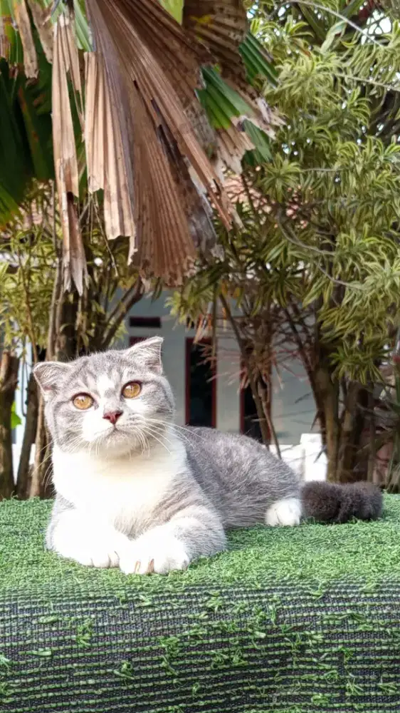 Scottish Fold bico tabby