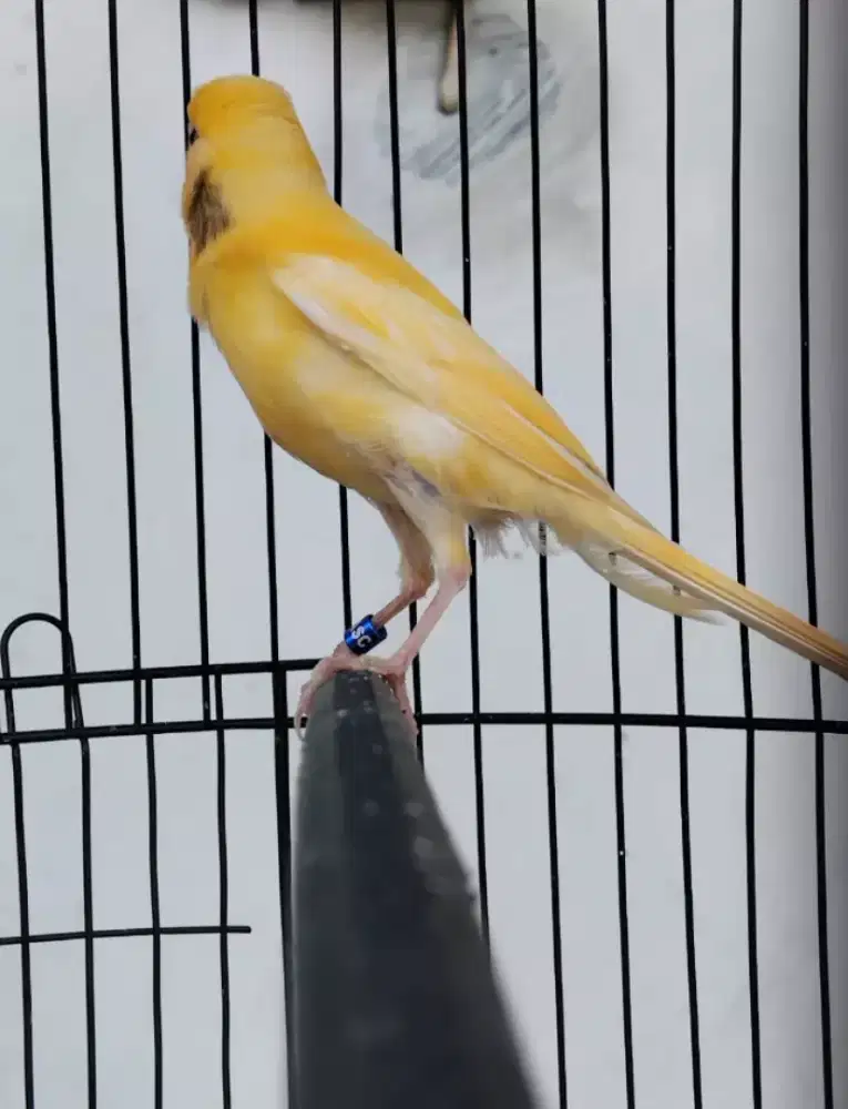 Kenari Loper Wiksar