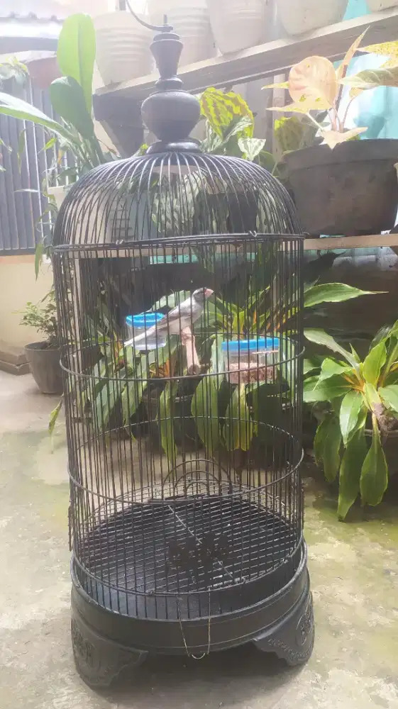 Burung Kenari Panda