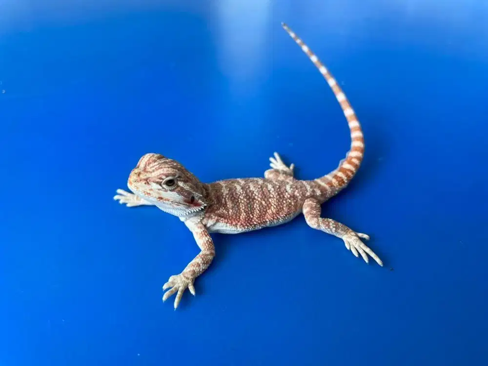 Dijual Bearded Dragon Bayi – Warna Cantik & Sehat!