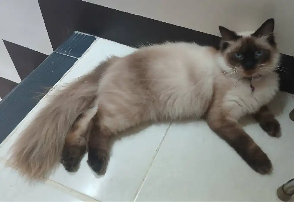 Adopsi Kucing Himalaya