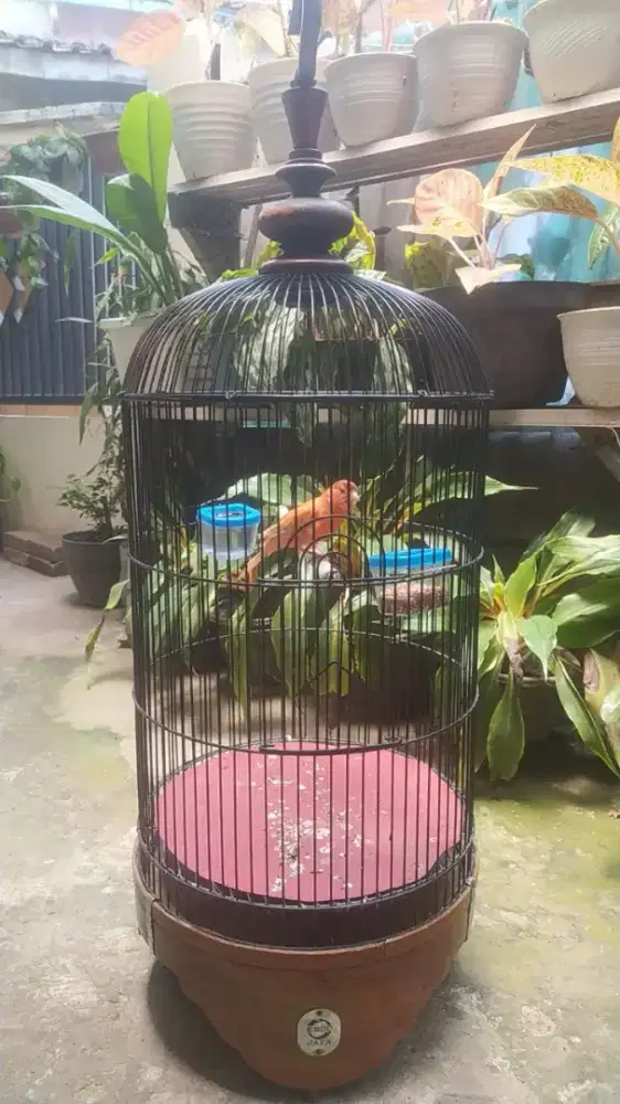 Kenari Merah lokal