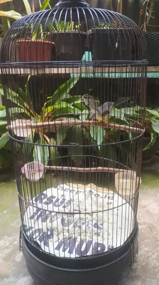 Ciblek Kristal Gacor