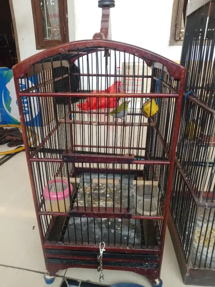 Burung pleci buxtom