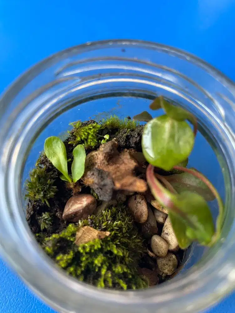 Terrarium bioactive