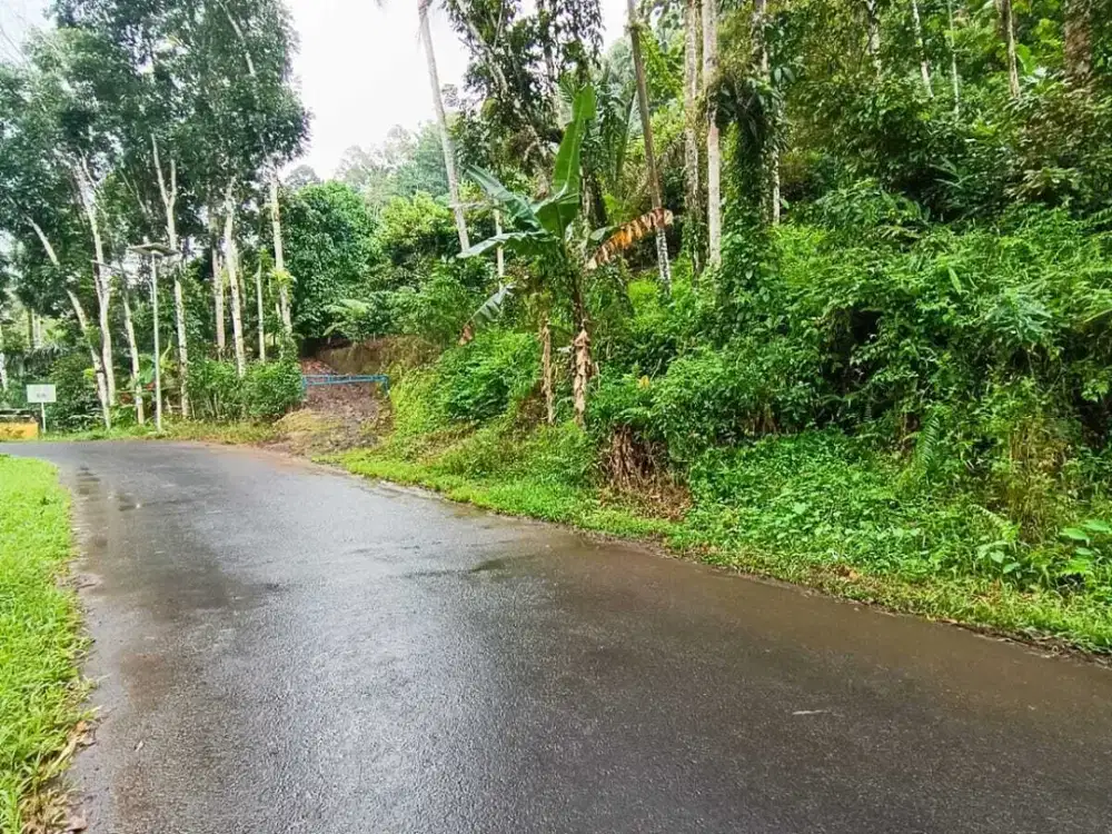 KEBUN MANGGIS & DURIAN PINGGIR JALAN LICIN BANYUWANGI