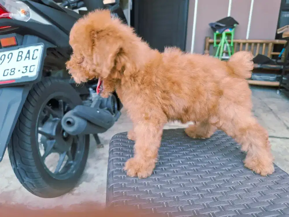 Toy Poodle menarik