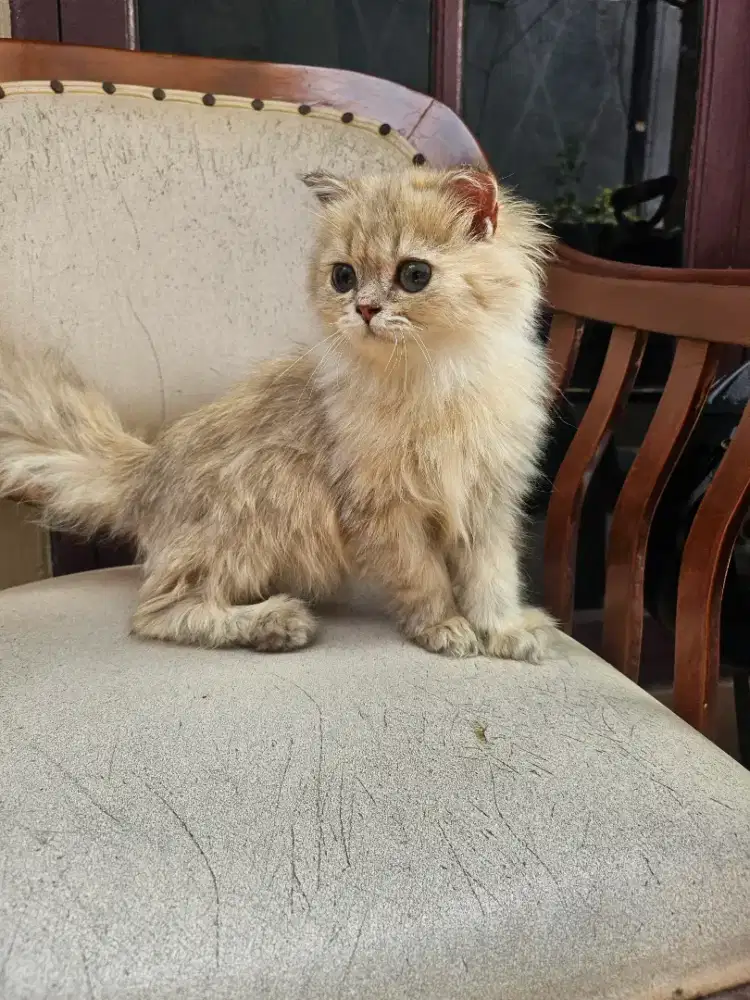 Scottish Highland Fold Golden Jantan Line PED Import