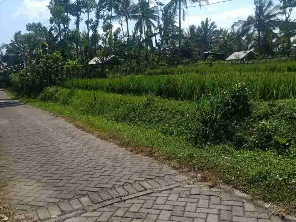 Jual lahan sawah produktif licin Banyuwangi