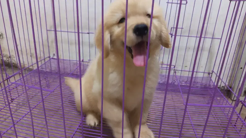 Puppy Golden Retriever Big Bone Male 2bulan Bloodline Import ( Kakek )