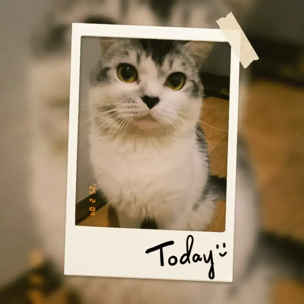 Lepas Adopsi Kucing Jantan BIRAHI umur 2 tahun