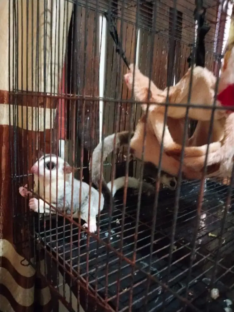 Jual sugar glider spasang umur 7 bulan siap kawin