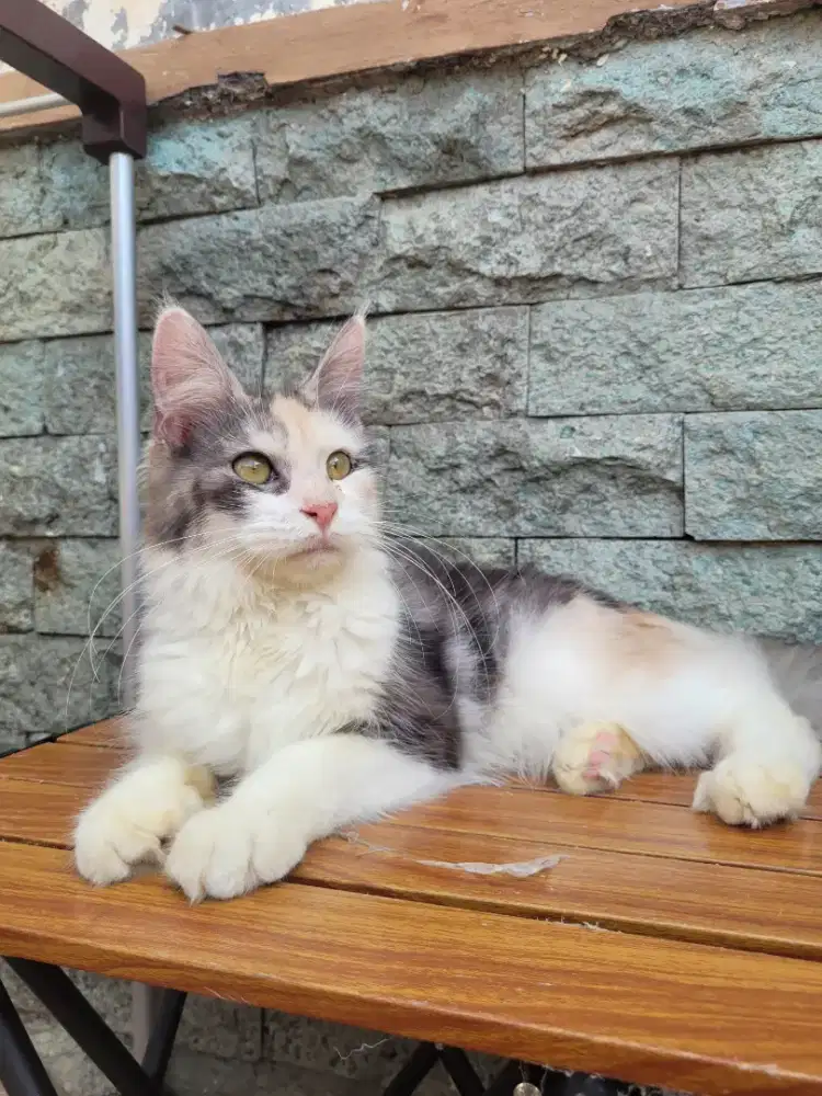 Mainecoon betina