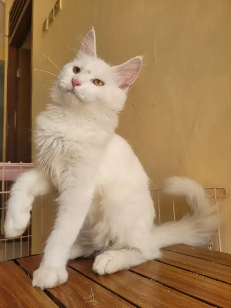 Mainecoon Betina