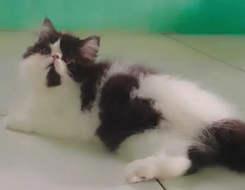 kitten peaknose #kucingpersiapeaknose #kucinglucu