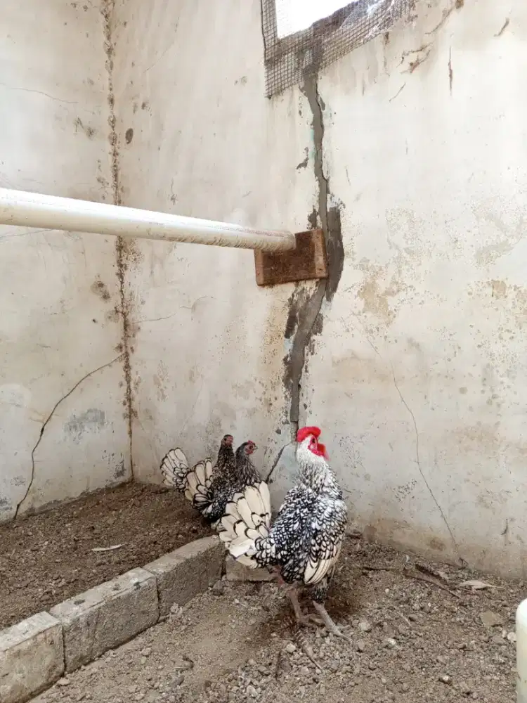 ayam batik itali