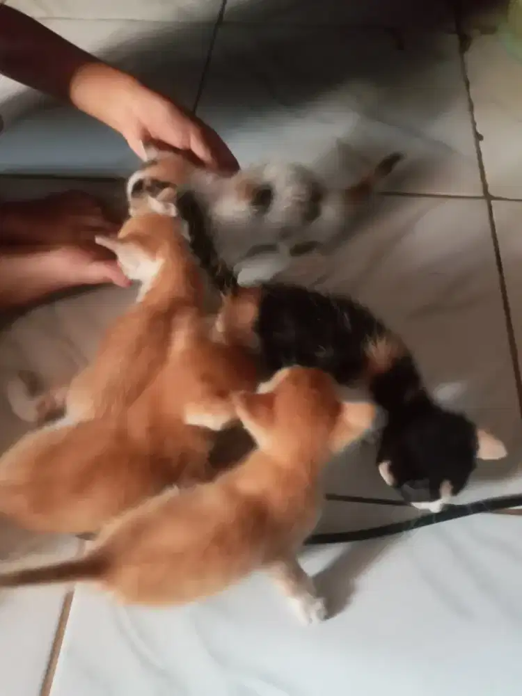 Jual anak2 kucing bulu2 nya belang 3 warna Sehat2, lucu. Harga MURAH