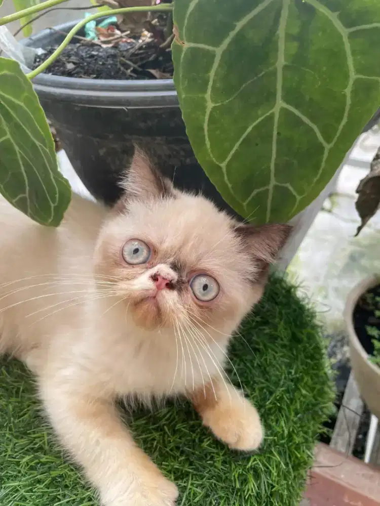 PERSIA PEAKNOSE EXOTIC SHOTHAIR