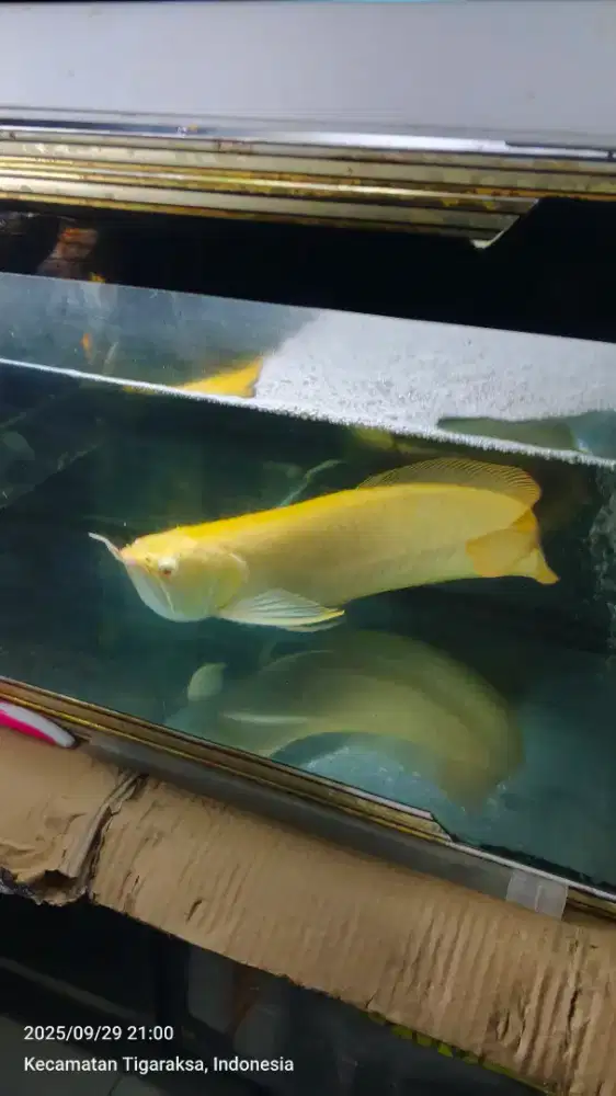 Aquarium kaca tebal beserta isinya