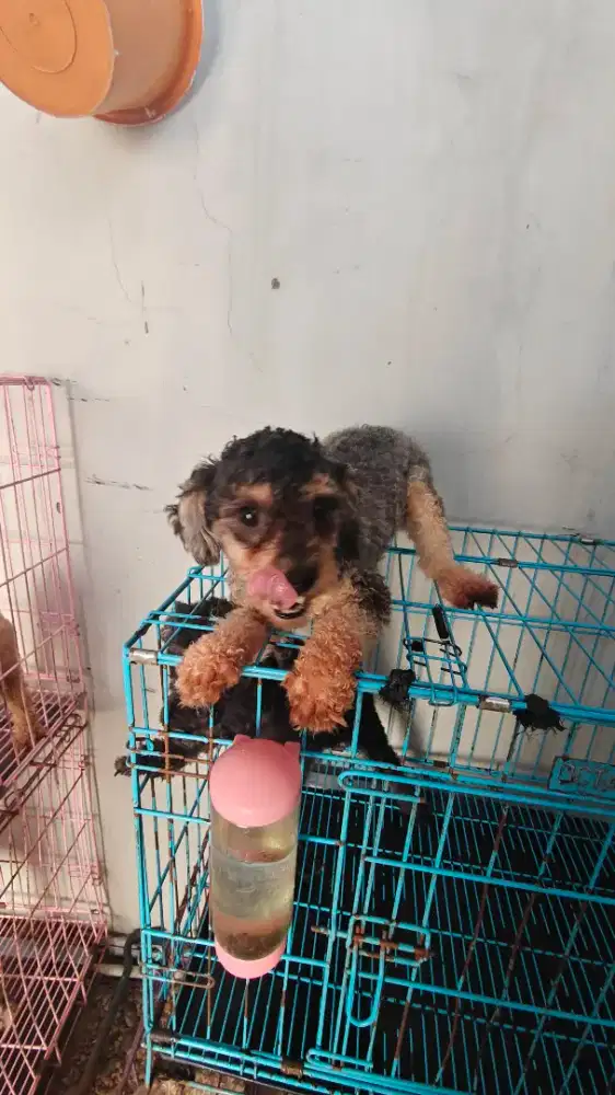 ANJING POODLE PUDEL BETINA WARNA SILVER PANTHOM