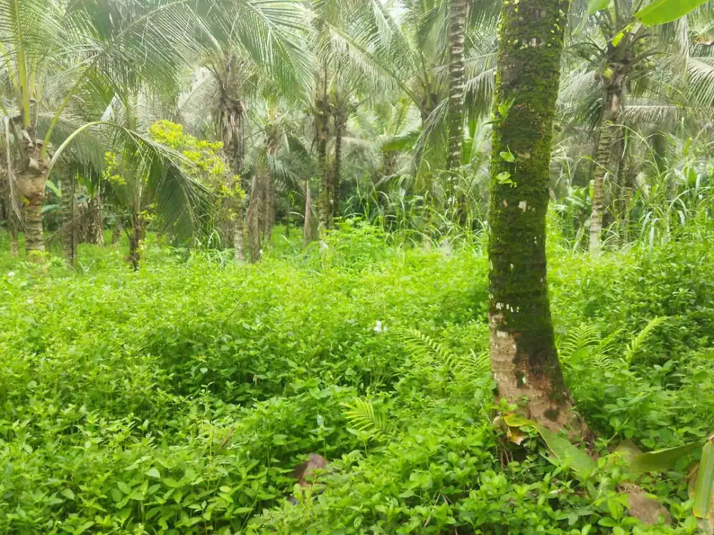 di jual  kebun kelapa luas 39 are tanah datar harga 25jt/are 
2 jam dari bandara 
1jam30 menit ke ubud 
5 menit ke pantai 
2 menit ke pasar traditional bajra 
lokasi sangat setrategis 
tanah termurah di kelasnya