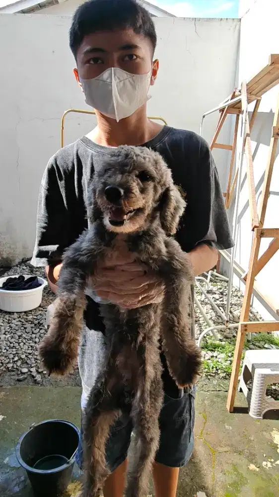 ANJING POODLE PUDEL JANTAN LIGHT SILVER/SILVER TERANG