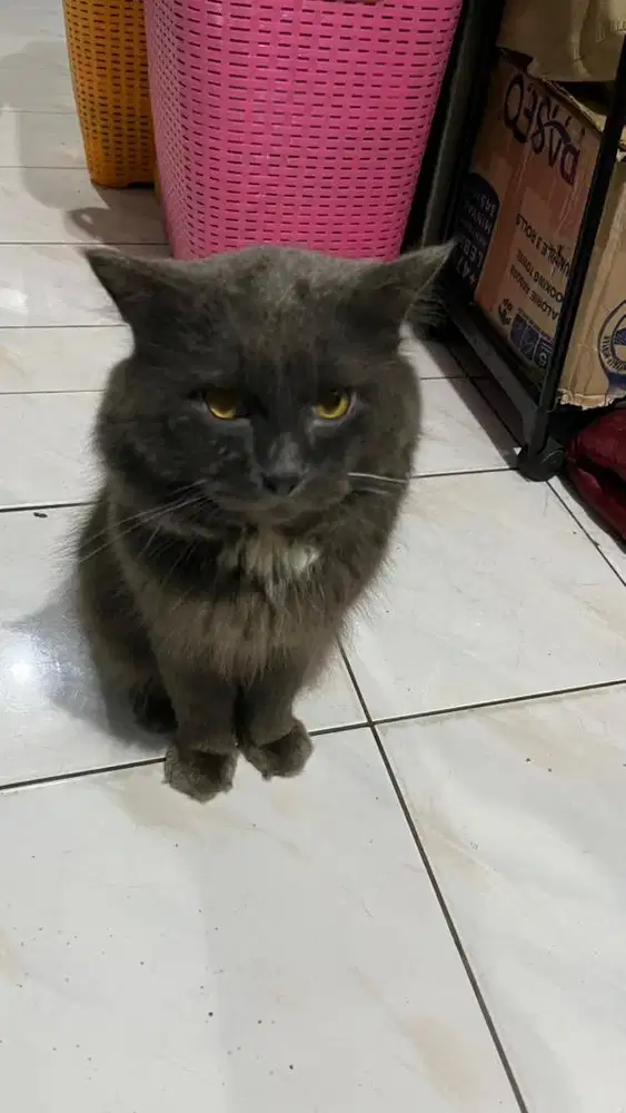 Kucing Mix Persian x British Medium Hair Abu Abu