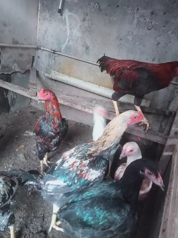 AYAM KAMPUNG KUB 2 JANAKA