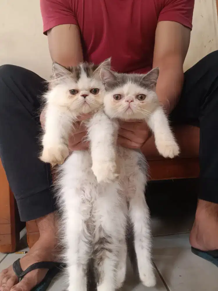 Exo & perisa peaknose(pesek)