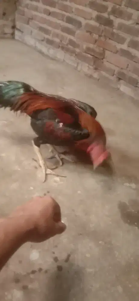 Ayam pakhoypama vidio ada speed brutal cepat murah minus