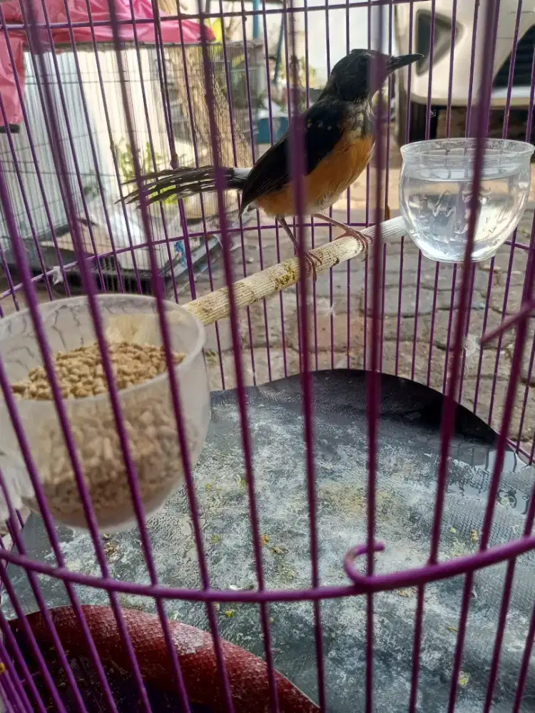 Burung Murai Batu Medan Trotol Fix Jantan