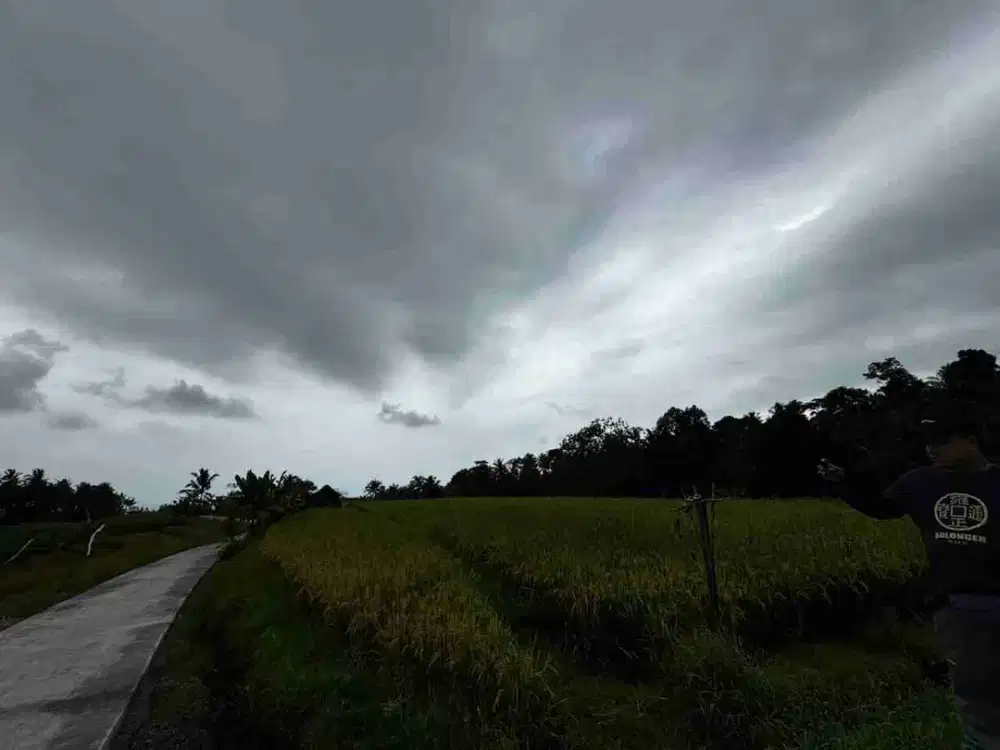lahan sawah murah di bali