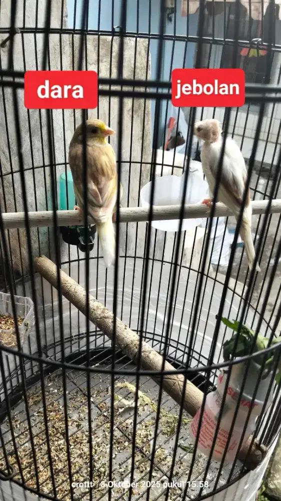Kenari betina dua ekor