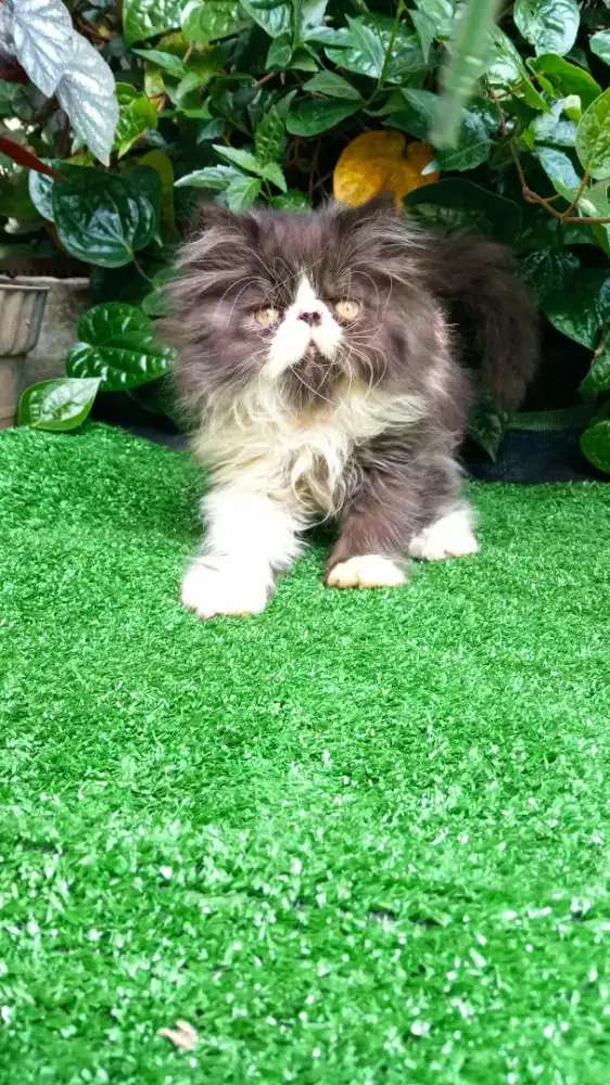 KITTEN PERSIA PEAKNOSE SUPER LONGHAIR