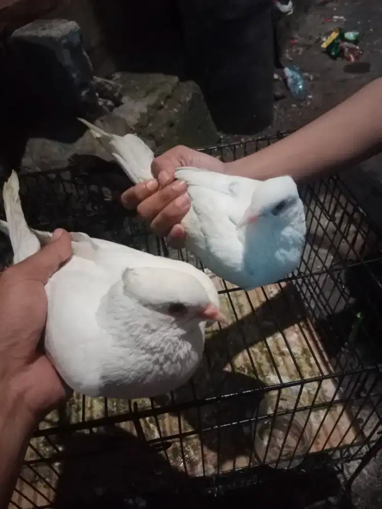 Burung dara Jambul Sepasang