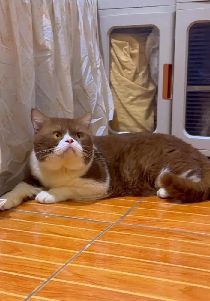 Kucing BSH Cinnamon Bisa Kawin
