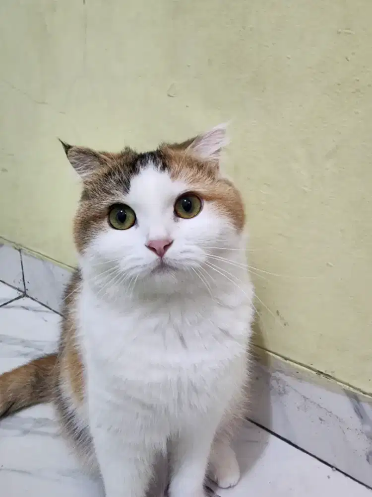 Scottish calico betina