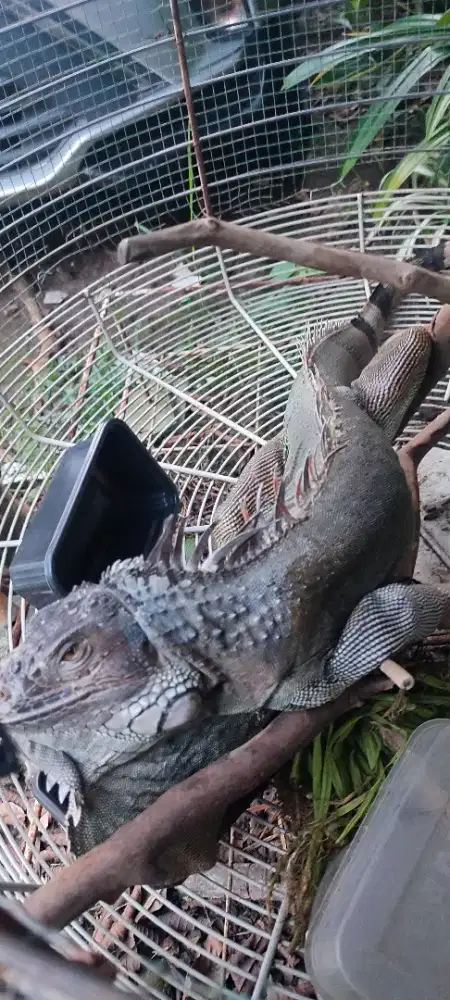 Iguana Colombia mutasi abu2