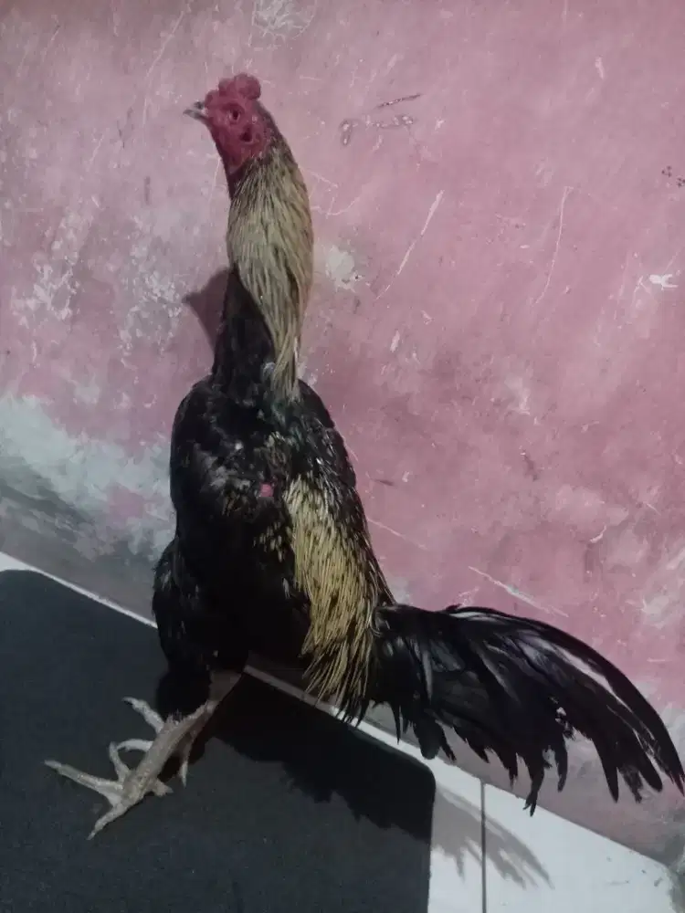 Pakoy full brakot