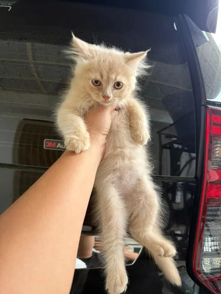 Kucing usia 2.5 bulan