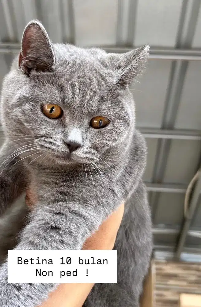 Kucing british shorthair bsh british short hair