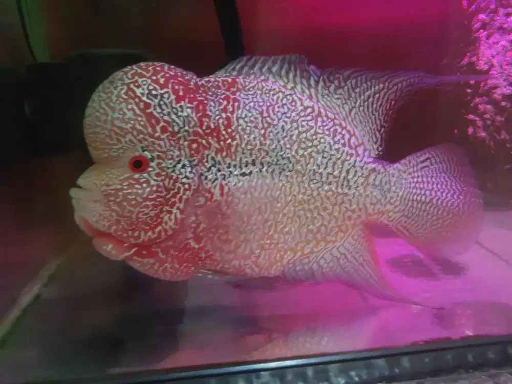ikan louhan cencu udah lumayan gede