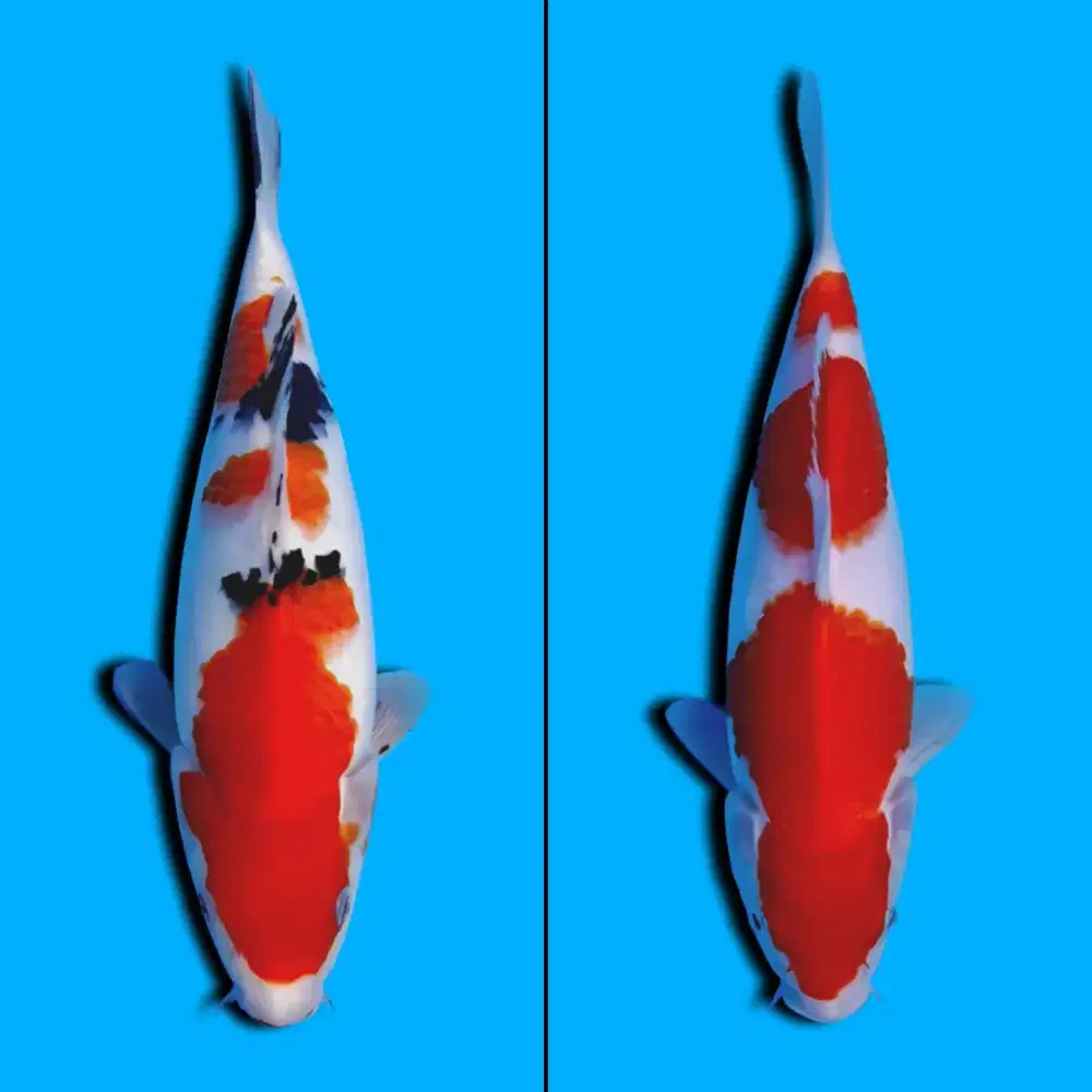 Paket Koi Sanke & Kohaku Import Saito