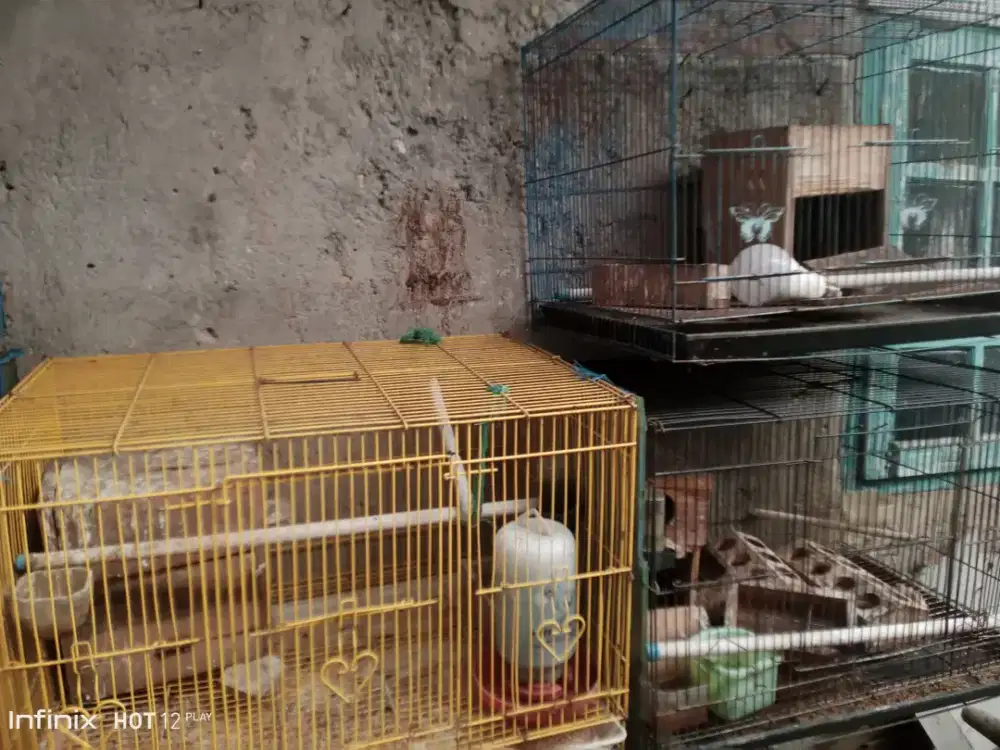 Kandang ternak kotak