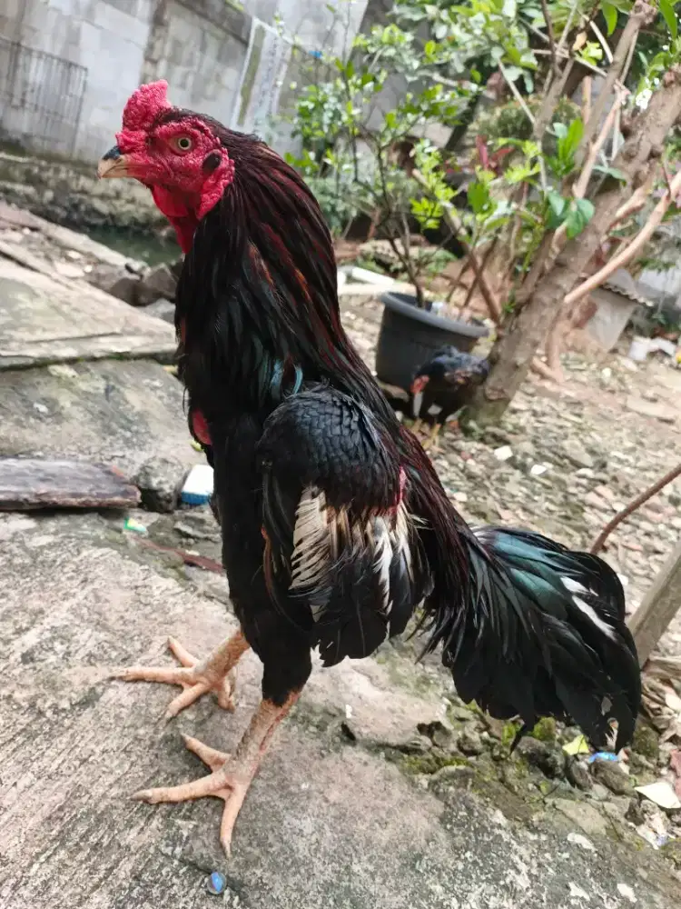 Dijual Ayam Bangkok