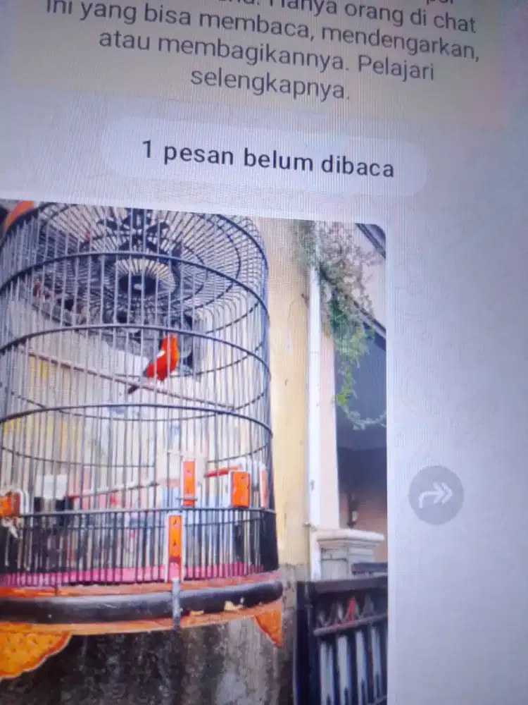 Di jual burung Anis merah bisa TT
